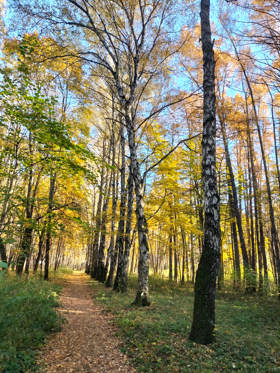 Аллея в осеннем парке (фото личное)