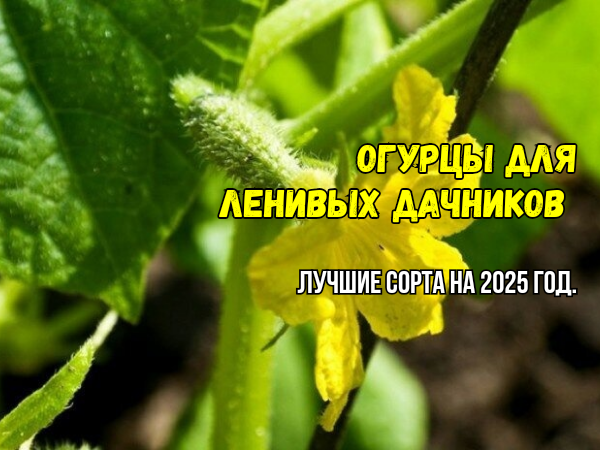 Огурцы для ленивых дачников: золотая пятерка гибридов - стабильные, проверенные, надежные. Их выбирают, не глядя и собирают ведрами