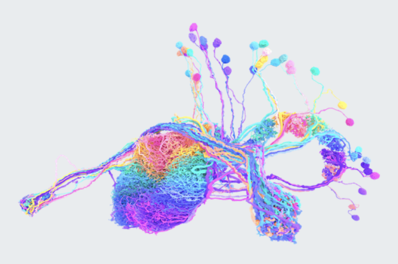 Оцифрованный мозг дрозофилы