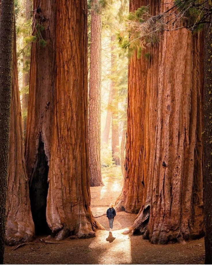 Яндекс картинки