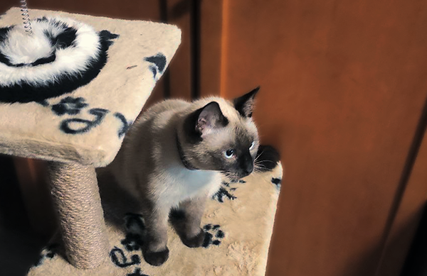 Если переставить старую когтеточку на новое место в процессе уборки, она тут же станет любимой)