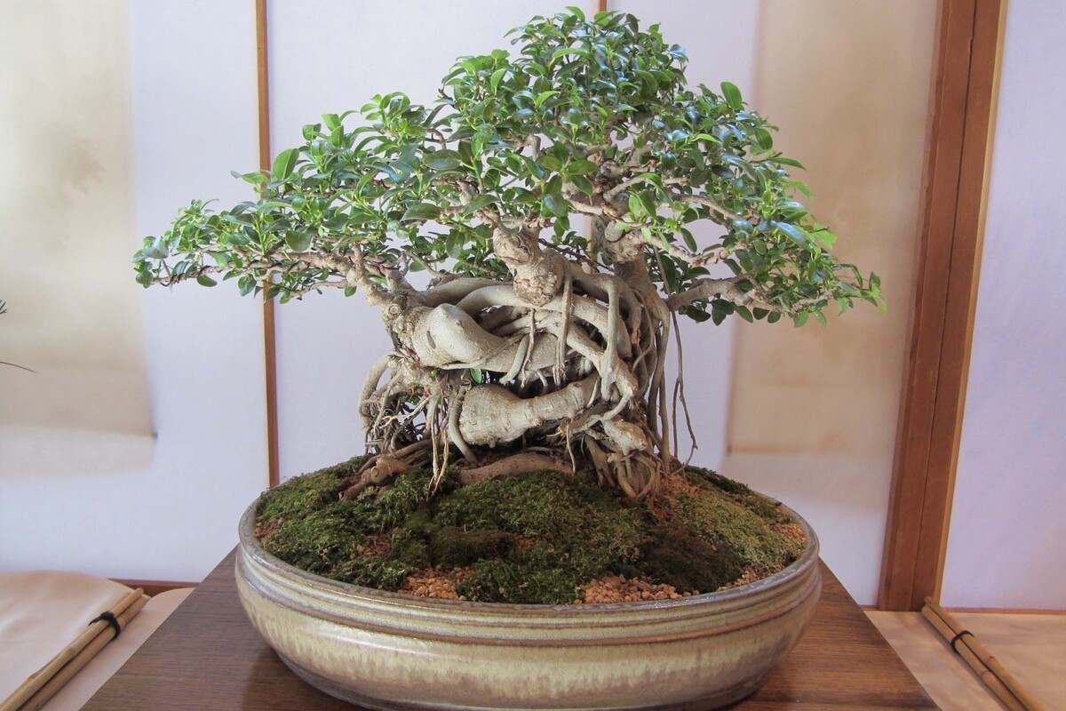 Фикус Бенджамина