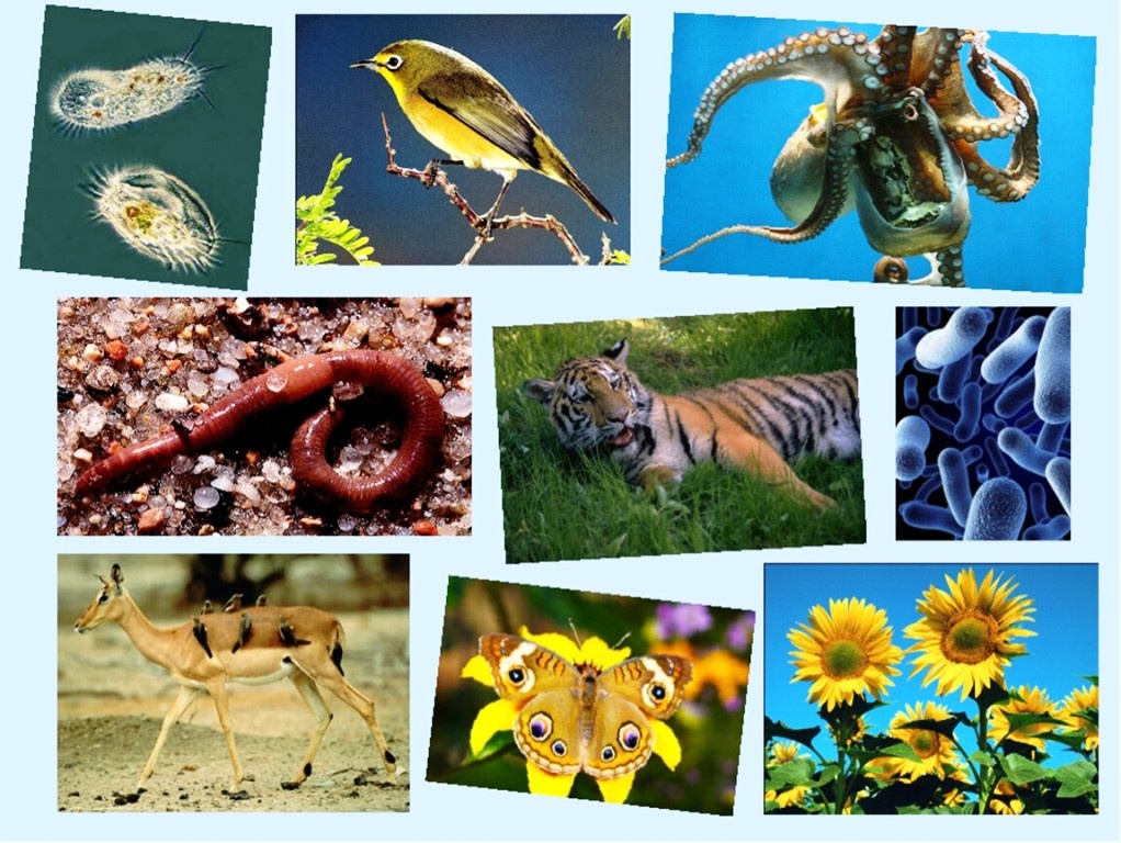 Многообразие живой природы (evakuatop.ru)