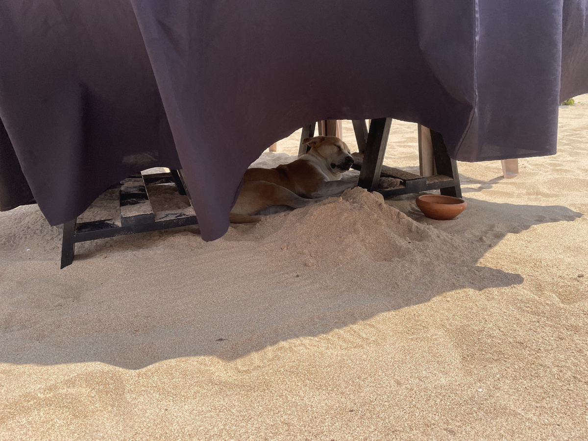 Тоже прячется от солнца