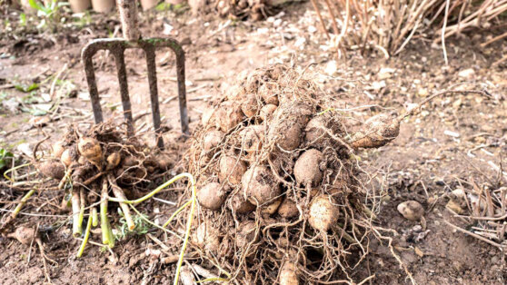    Без проблем пролежат до весны: эксперты поделились лайфхаками, как хранить зимой клубни георгинов Ирина Петрова