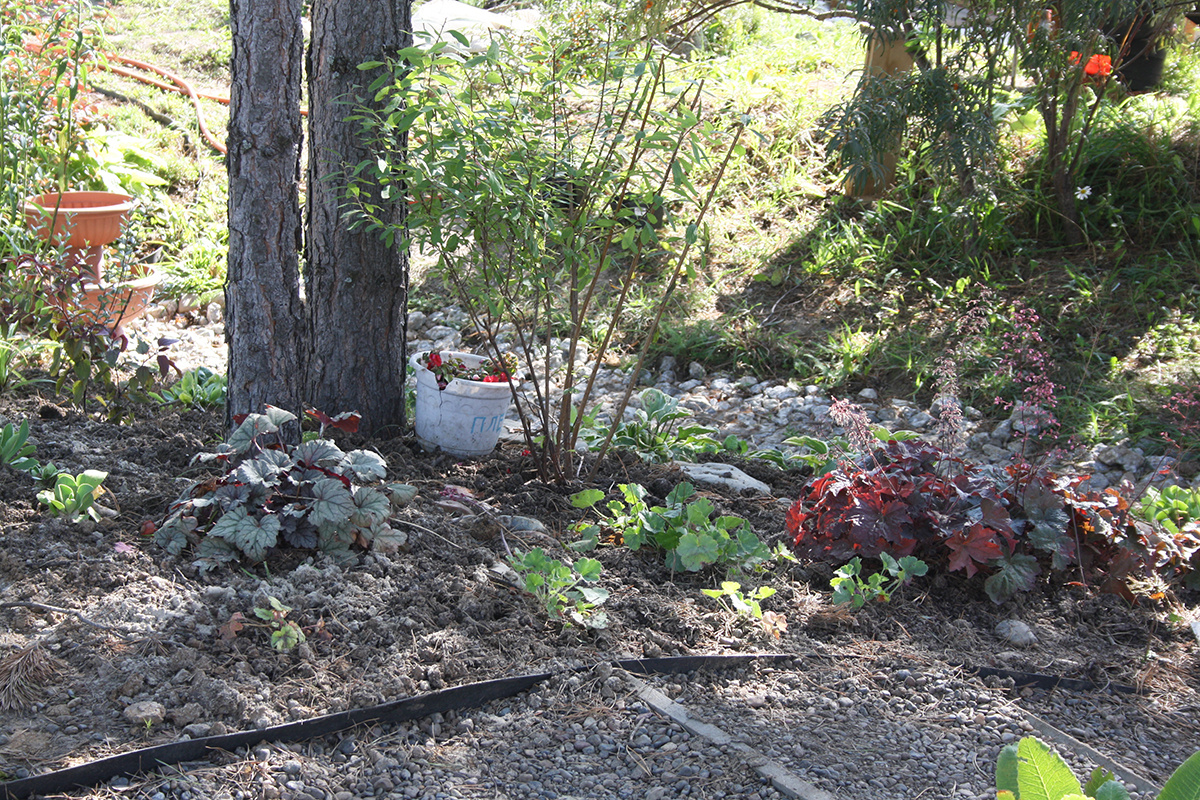 разные сорта Heuchera прекрасно себя чувствуют под соснами