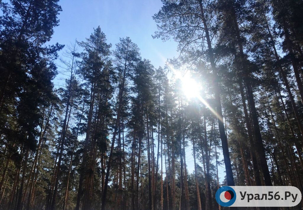    В лесах Оренбургской области повесили камеры видеонаблюдения, чтобы следить за пожарами