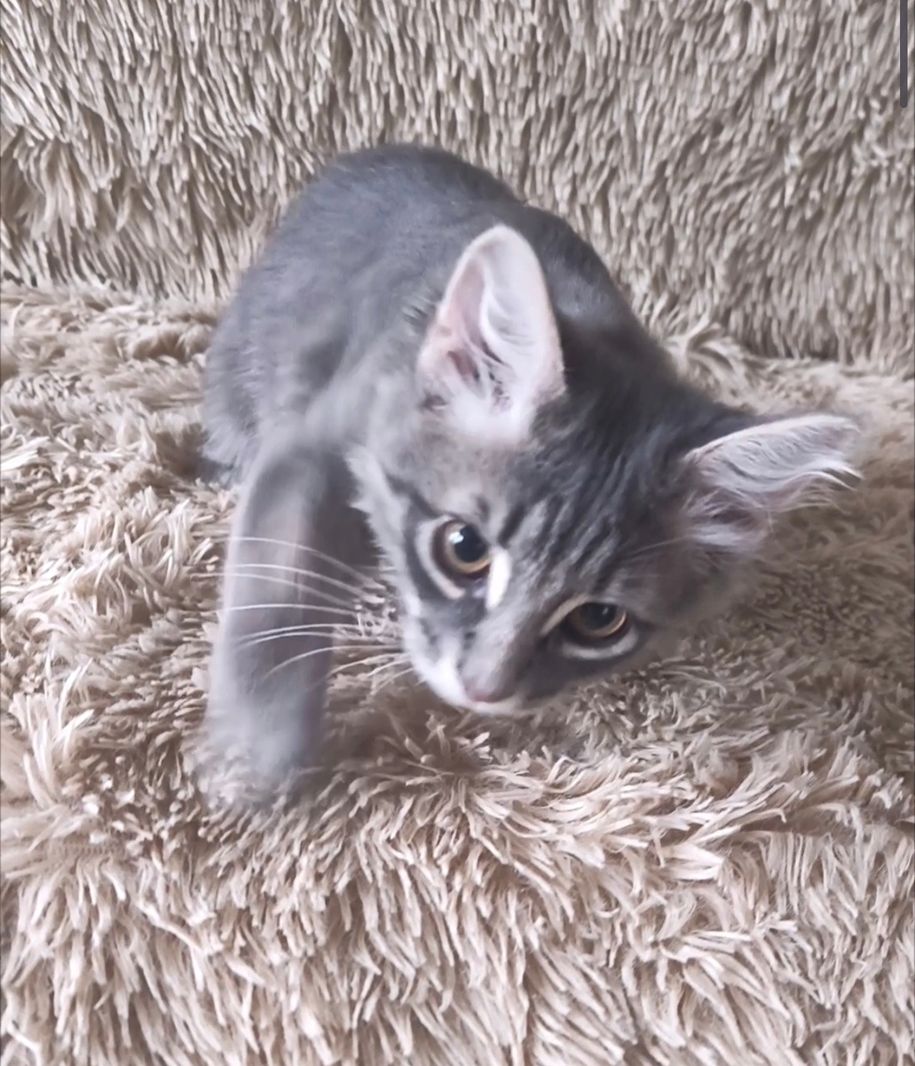 Моё пушистое успокоительное