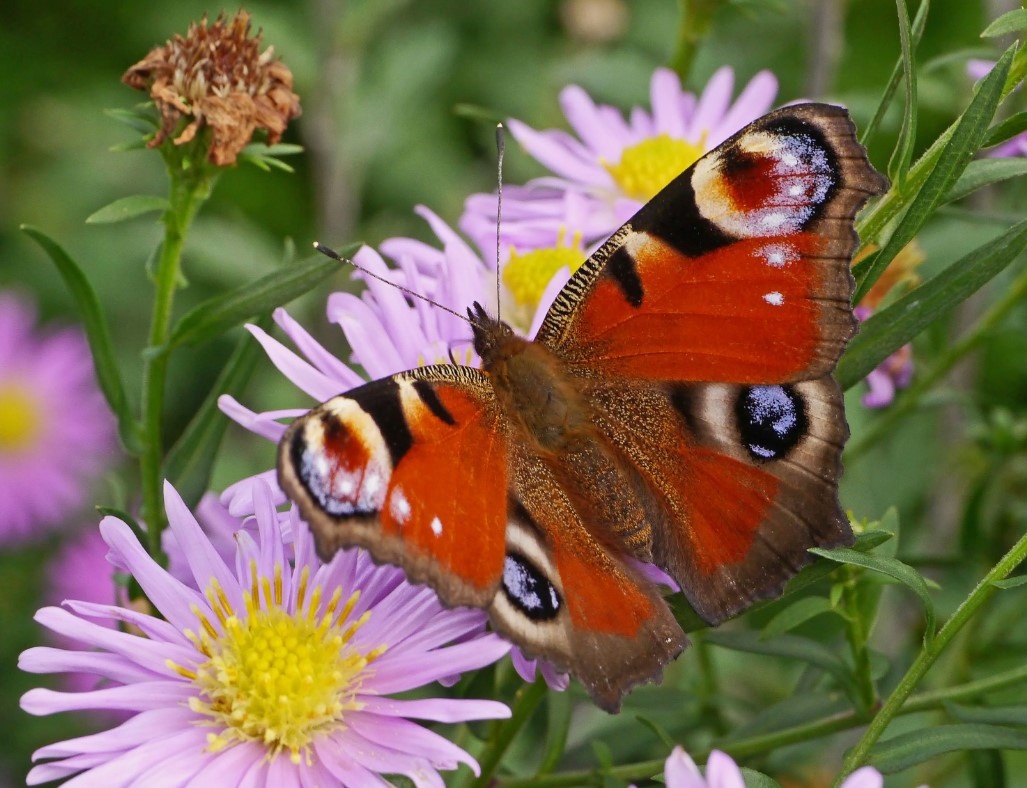 Павлиний глаз на астрах