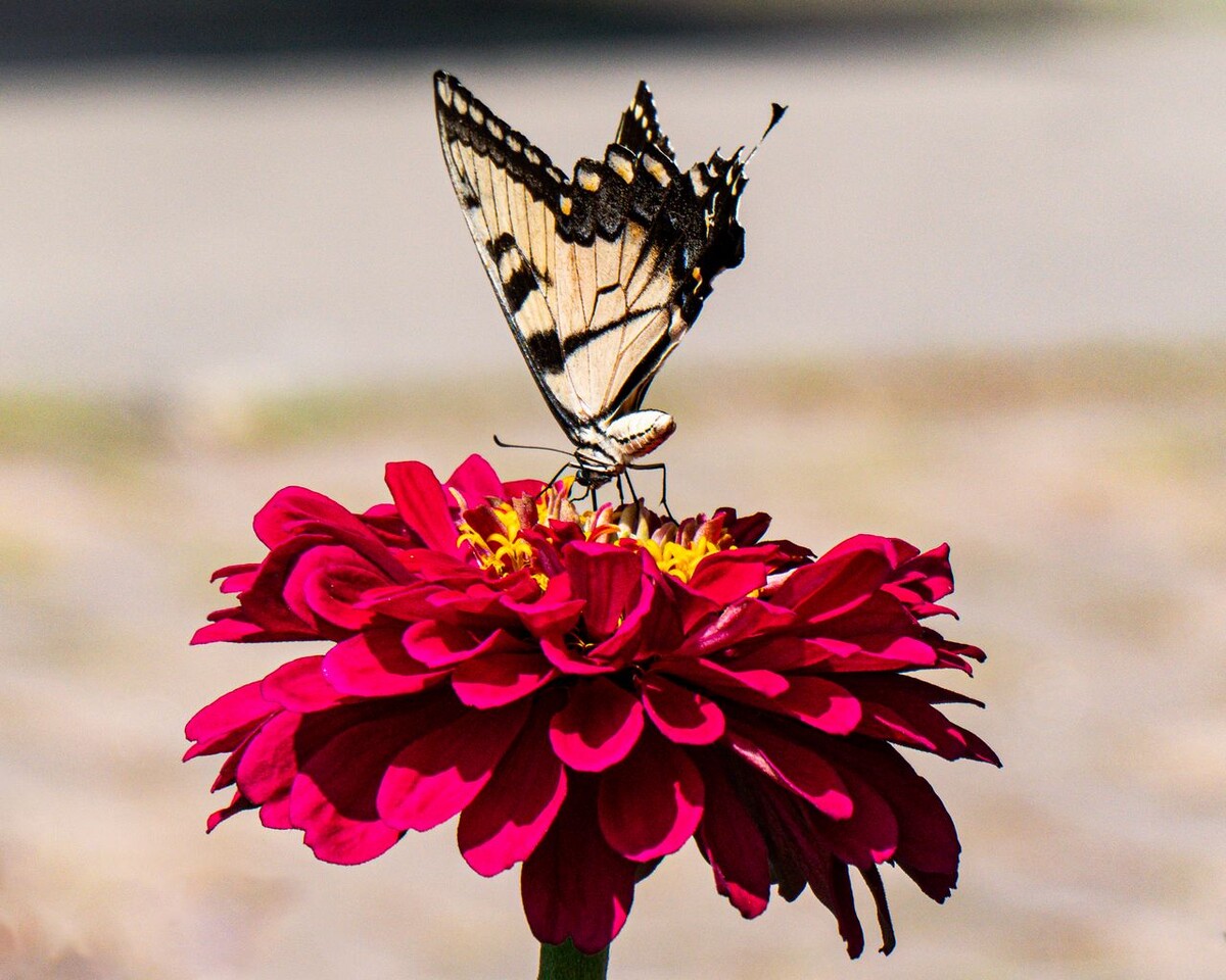 Парусник на циннии