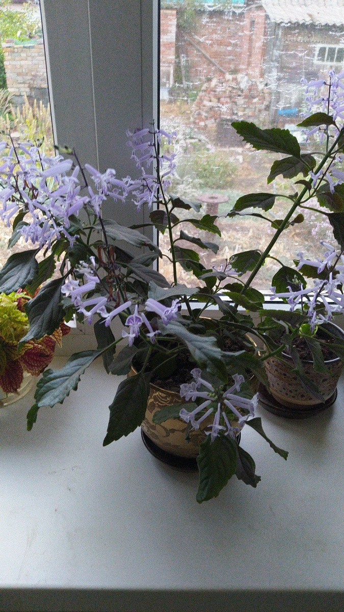 Цветёт плектрантус