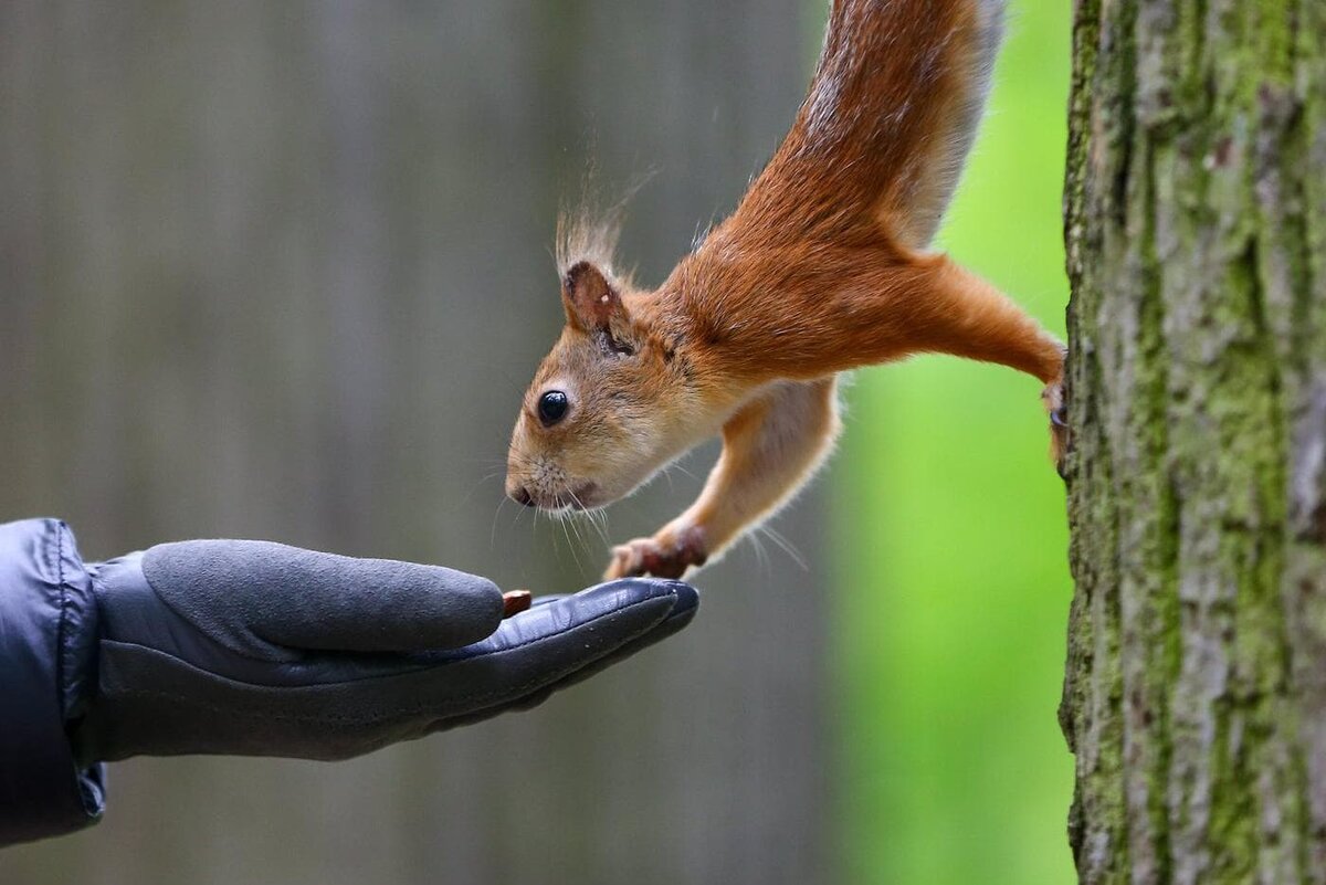   Белка. Государственный историко-архитектурный художественный и ландшафтный музей-заповедник "Царицыно". Сергей Ведяшкин / Агентство "Москва"