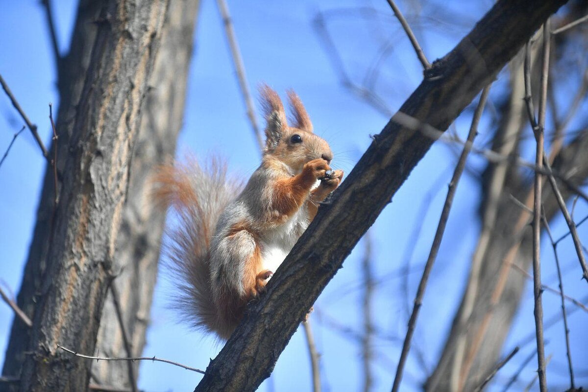    Белка во время субботнике Департамента культуры на территории Парка Горького.Сергей Киселев / Агентство "Москва"