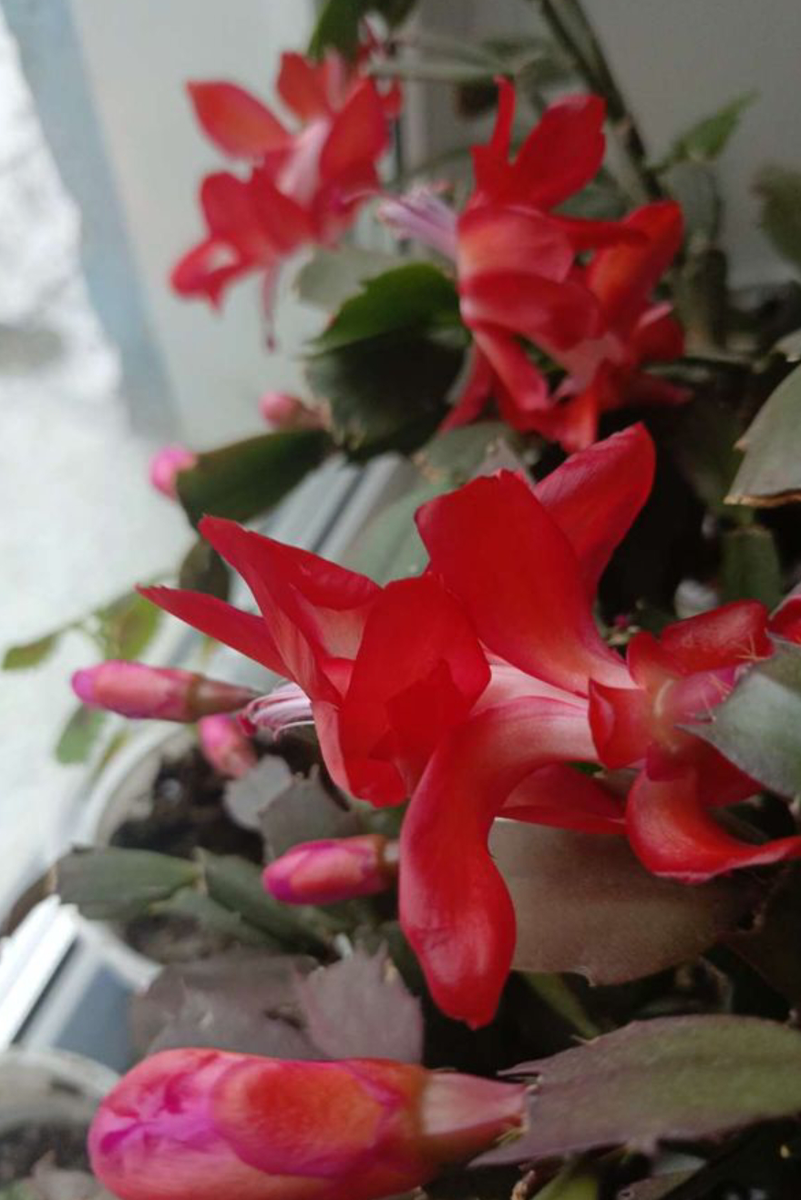 Шлюмбергер зацвёл.