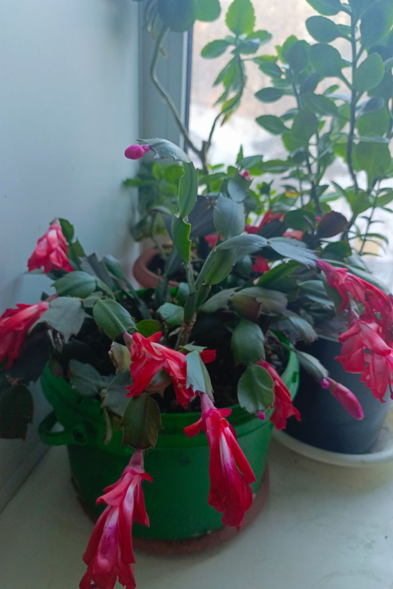 Так цветет мой Шлюмбергер.