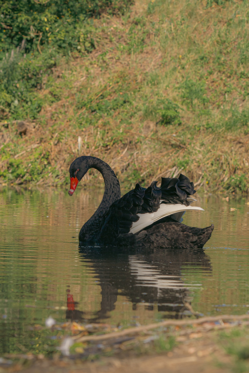 Черный лебедь