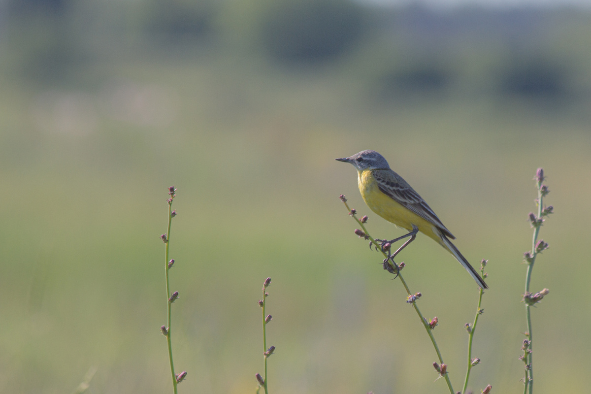 Желтая трясогузка