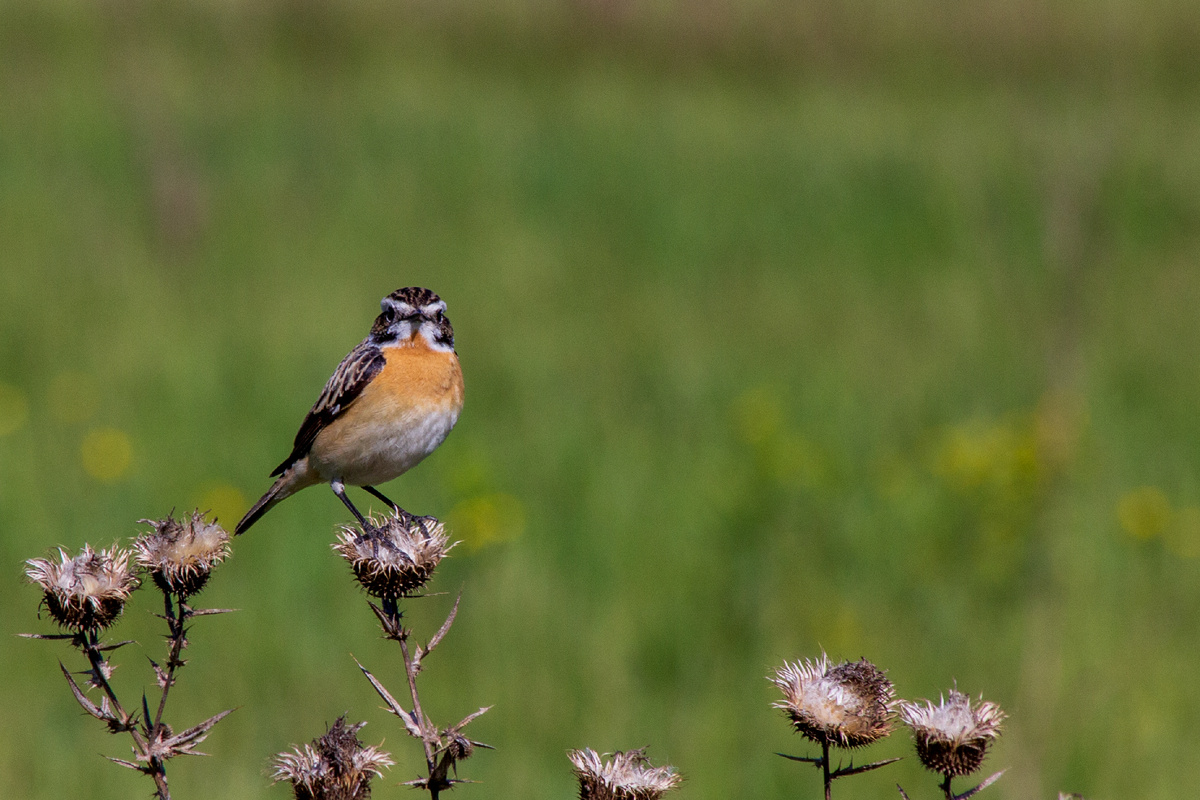 Луговой чекан