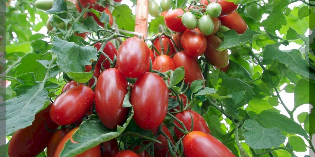 20-ка урожайная: самые топовые гибриды и сорта томатов, которые стоит посадить в будущем сезоне. Часть 1