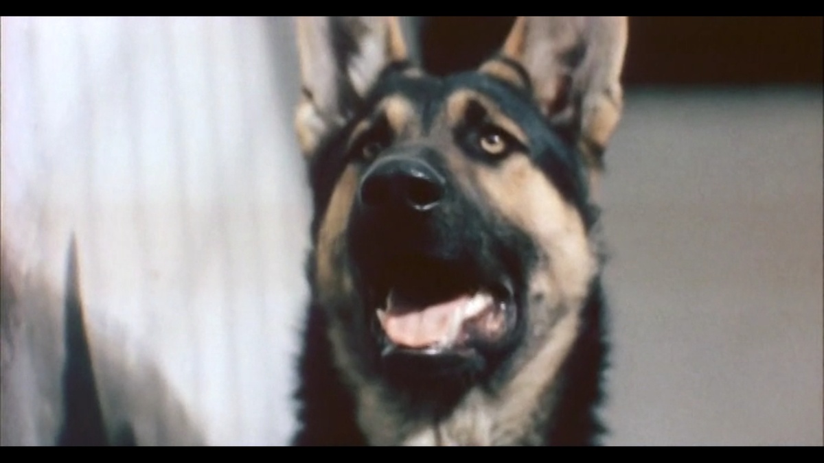 Пес Алый. Кадр из фильма