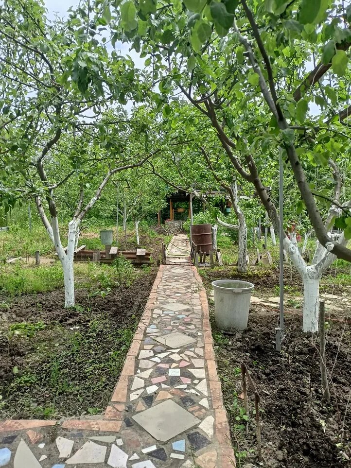 Старый сад, приобретённый подругой, после наведения порядка.