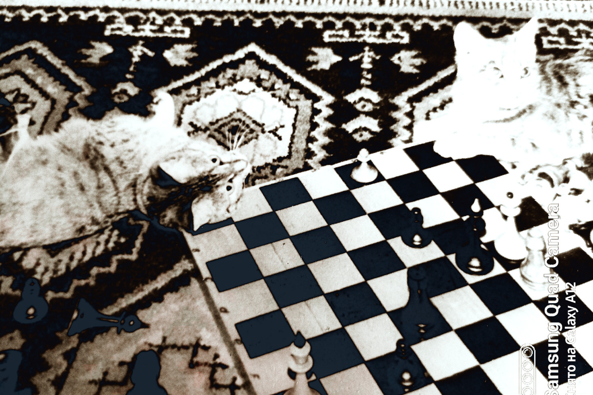 Все мы любим котиков