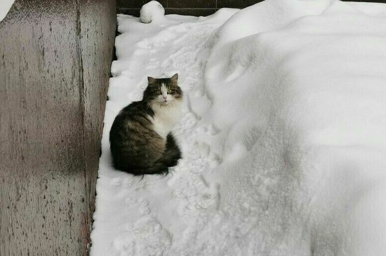   Игорь Самохвалов/ПГ