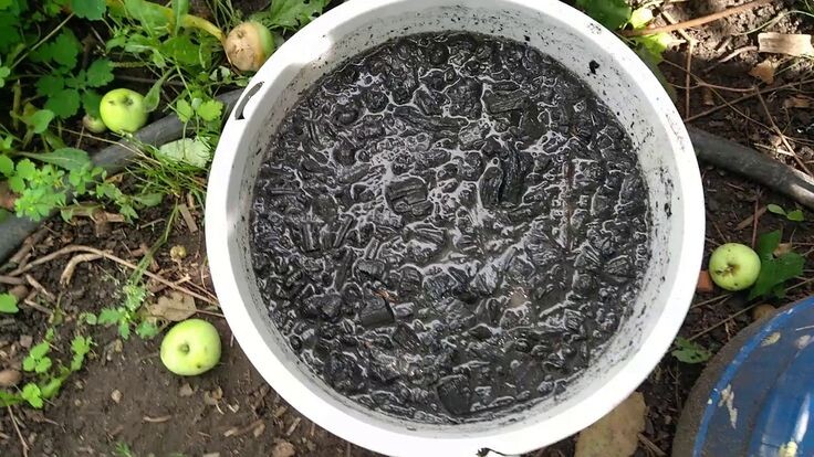 Предварительно замачивайте золу на час-два, только после добавляйте дрожжи