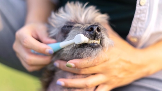    Как правильно ухаживать за зубами собаки: советы ветеринара Андрей Бурков