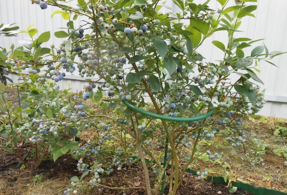 Все фото мои