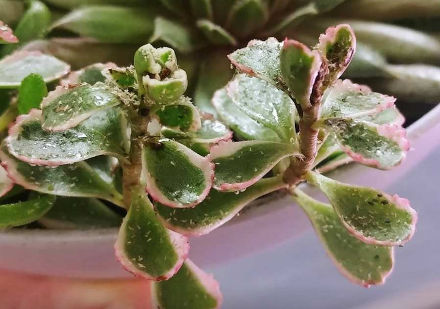 Трипсы. Источник фото: plant.hoarding 