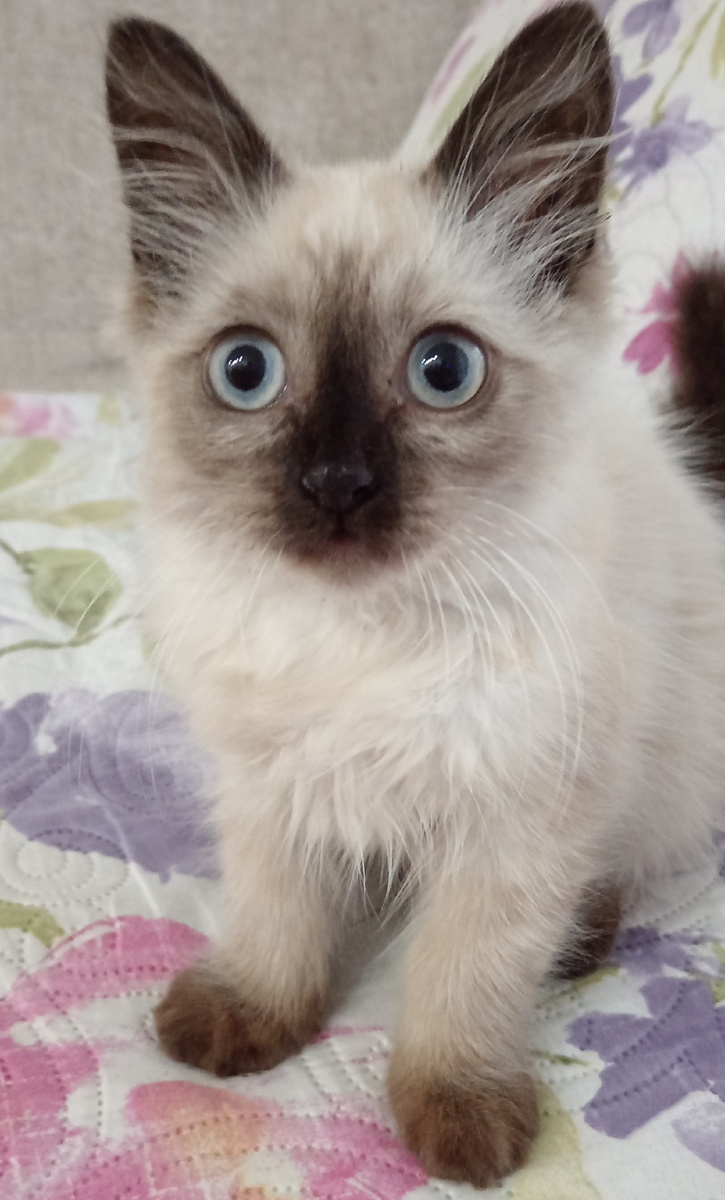 Давайте знакомиться 🐈