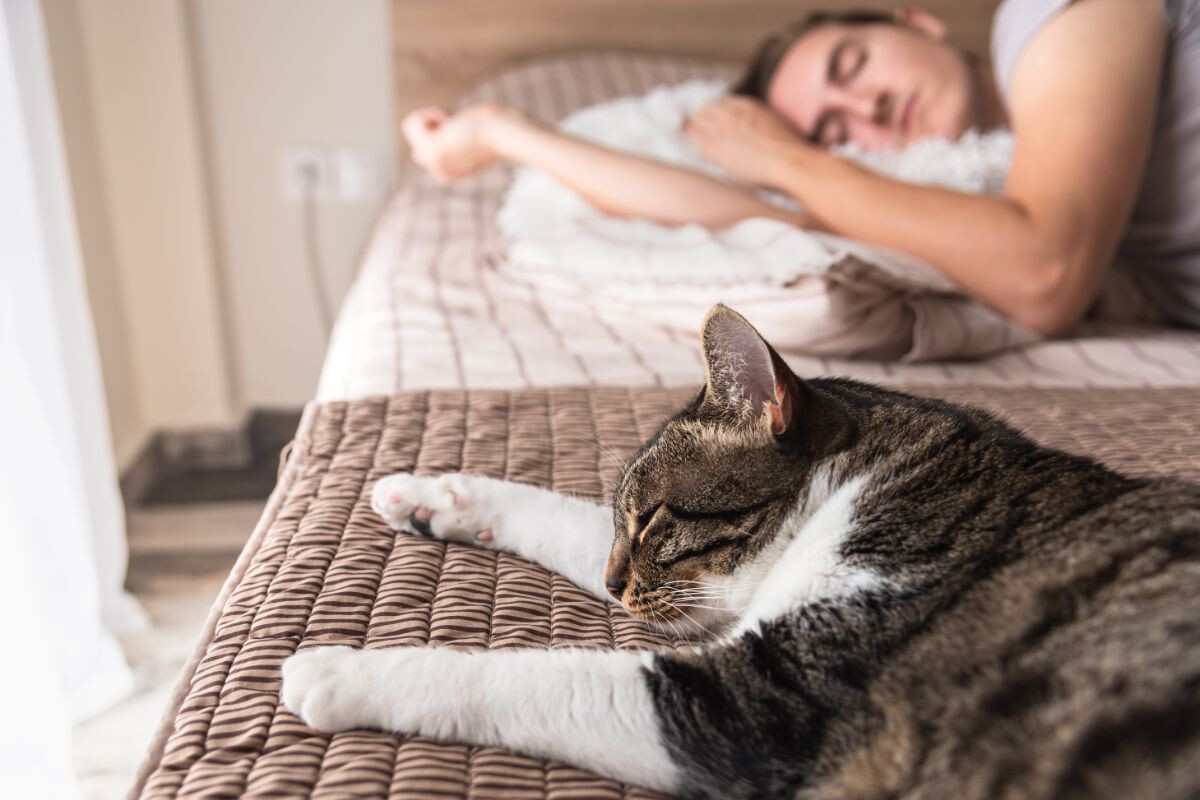 Как кошка выбирает место для сна