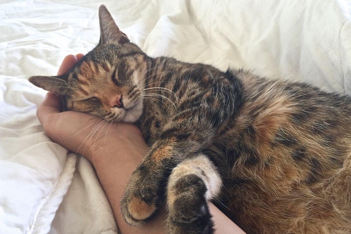 Спящий котик 