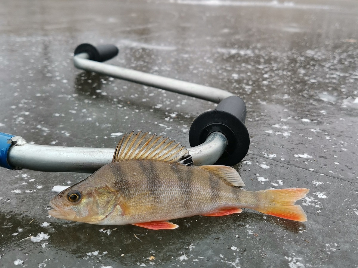 Рыболовы рискуют выходить на первый лед, потому что именно в это время рыба наиболее активна