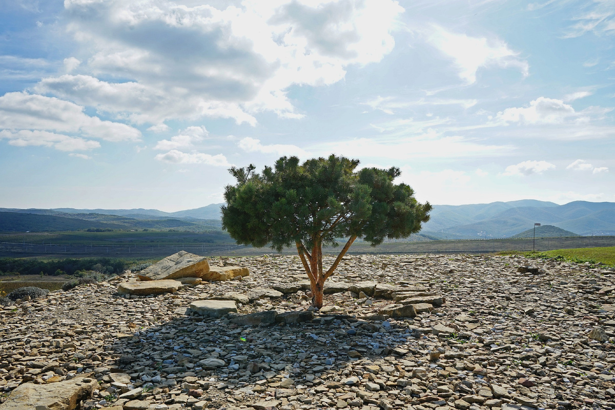 Виноградники Гай-Кодзора в октябре 2024 года, фото автора