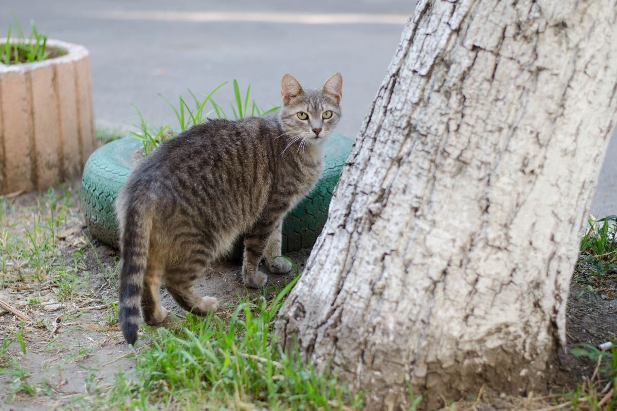 Кошка гуляет на улице