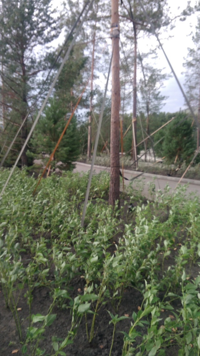 Прошу прощения за качество фото, но впечатление от новодела оно вполне передаёт