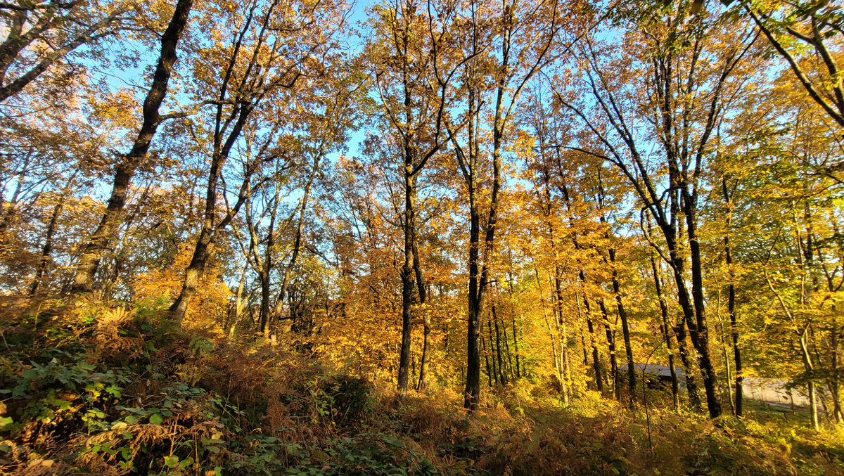 Деревья в лесу