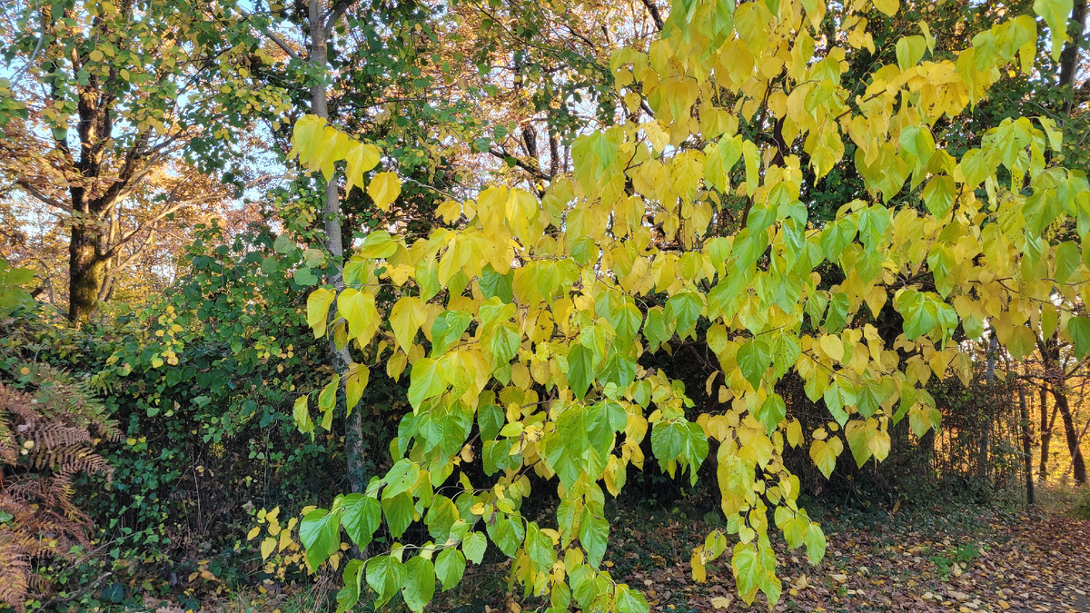 Дерево с большими пожелтевшими листьями недалеко от вышки