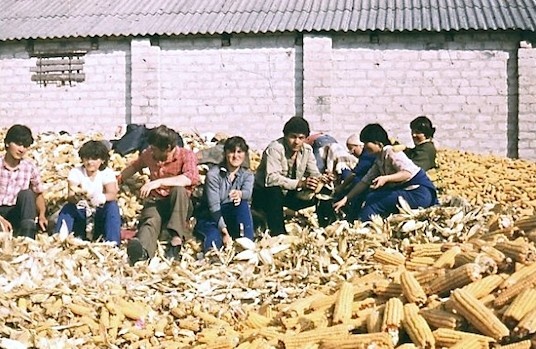 Студенты на кучах кукурузы