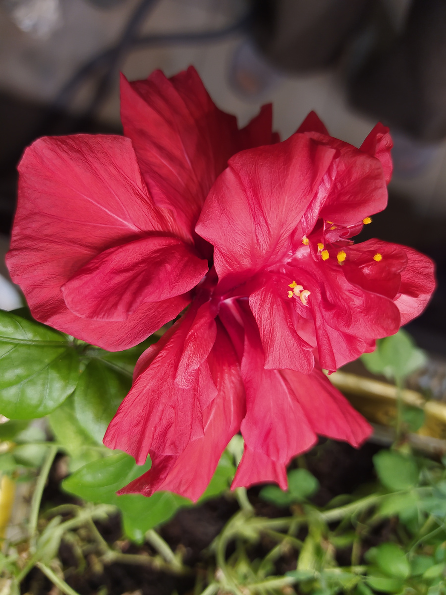 Махровый гибискус