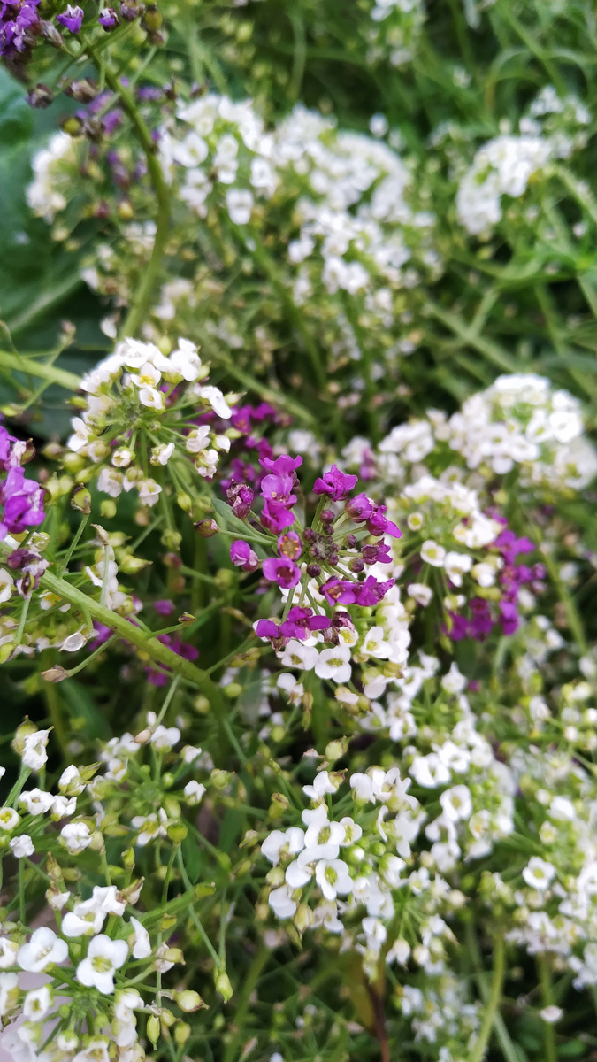 Лобулярия Алиссум