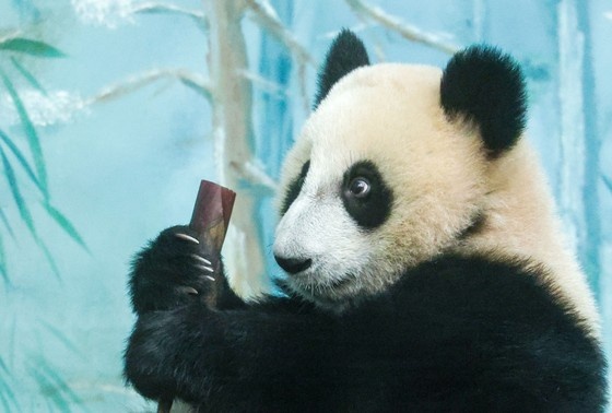    Панда Катюша