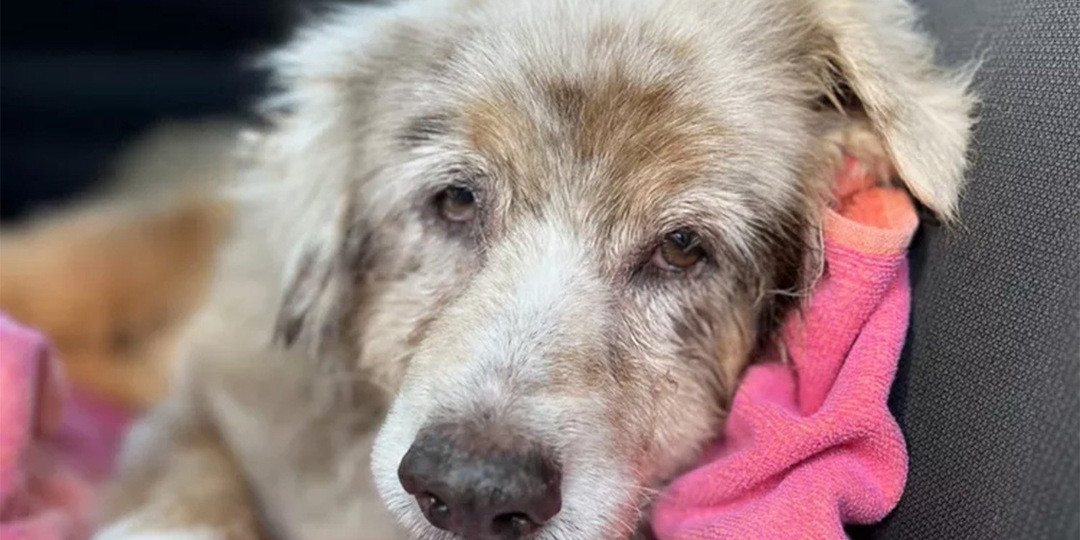 Больная собака вернулась домой спустя семь лет скитаний в США