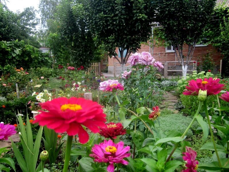 Собственное фото автора. В цветнике моём. Просто - любуйтесь! Цветы! И дети - цветы! Цветы жизни!)