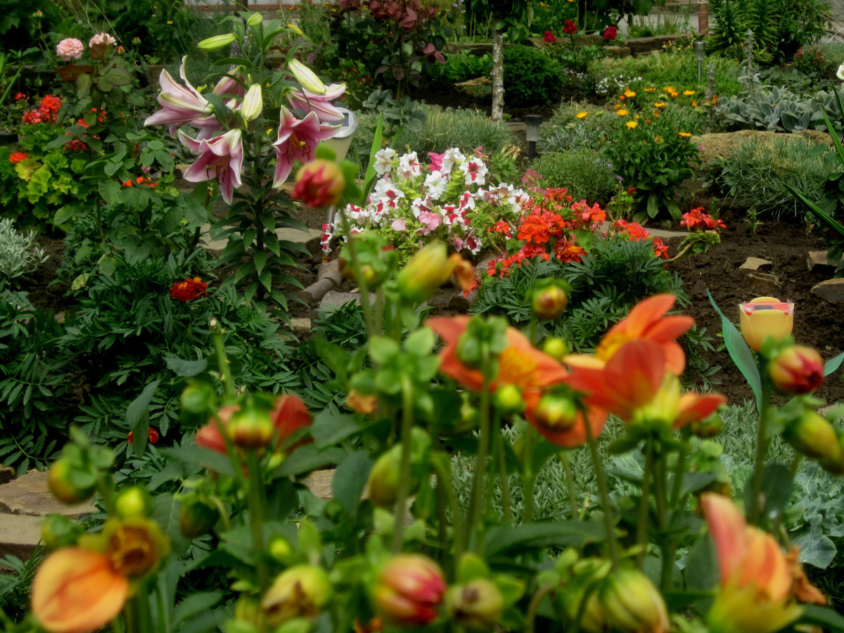 Собственное фото автора. В цветнике моём. Просто - любуйтесь! Цветы! И дети - цветы! Цветы жизни!)