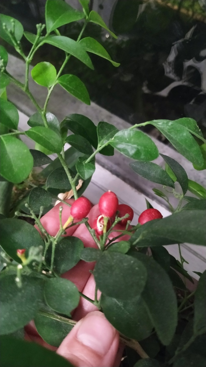 Такие плоды