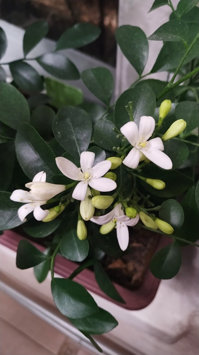 Начинают Зацветают