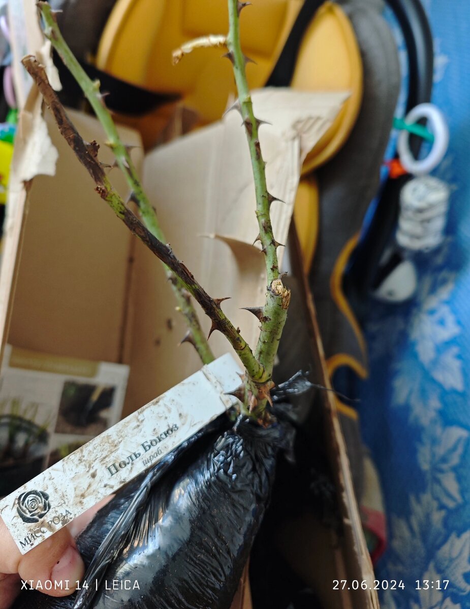 Поль Бокюз, Мисс Роза